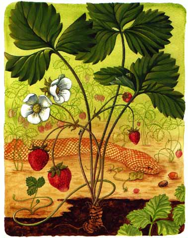 This site contains botanical illustrations.